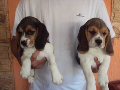 Lindos filhotes de beagle com pedigree e vacinados com vacina importada
