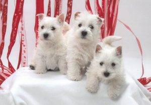adorvel West Highland White Terrier cachorros   Masculino e feminino