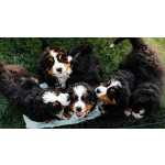 ador�vel Bernese Mountain Dog  cachorros   Masculino e feminino