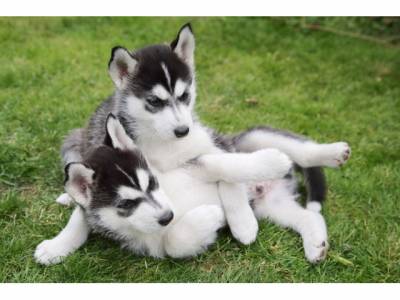 adorvel Husky siberiano  cachorros Masculino e feminino Lindo