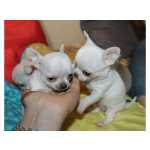 ador�vel Chihuahua cachorros Masculino e feminino Lindo