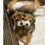 ador�vel Beagle cachorros Masculino e feminino Lindo