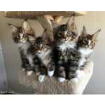 ador�vel Maine Coon gatinhos Masculino e feminino Lindo
