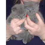 ador�vel British ShortHair gatinhos Masculino e feminino Lindo