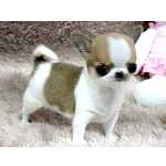 ador�vel Chihuahua cachorros Masculino e feminino Lindo
