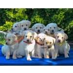 ador�vel  Golden Labrador  cachorros  Masculino e feminino  Lindo