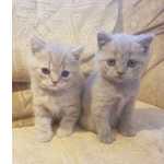 ador�vel British Shorthair gatinho Masculino e feminino Lindo