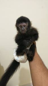 Macaco prego bebê
