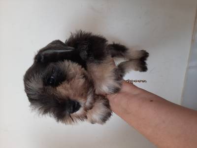Schnauzer miniatura sal e pimenta e preto solido RJ facilito no carto