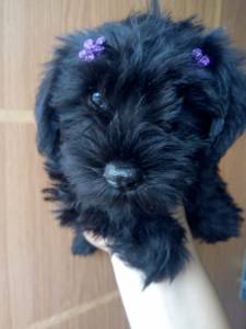 Schnauzer miniatura sal e pimenta e preto solido RJ facilito no carto