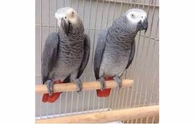 papagaios cinzentos africanos
