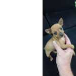 Linda cachorros Pinscher
