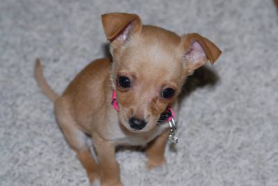 Cachorrinho Chihuahua Femea