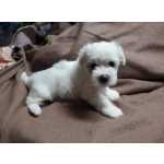 Excelente exemplar de raa Pura Bichon Malts com LOP