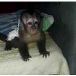 Macaco prego baby