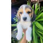 Macho e f�mea filhote beagle com pedigree
