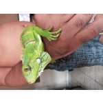 Iguanas babys filhotes dispon�veis melhor pre�o