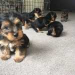 Yorkshire terrier f�mea
