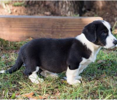 Bami Corgi Cardigan Welsh