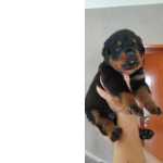 Filhotes de Rottweiler