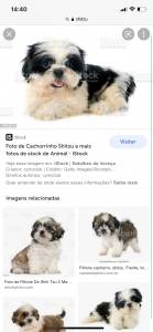 estou querendo adotar um shitzu beagle ou yorkshire