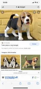 estou querendo adotar um shitzu beagle ou yorkshire
