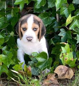 Top beagle disponvel