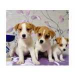 CACHORROS JACK RUSSELL