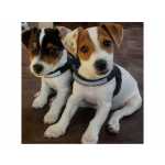 CACHORROS JACK RUSSELL