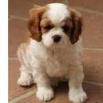 Cavalier king Charles fmea disponibel para entrega imediata