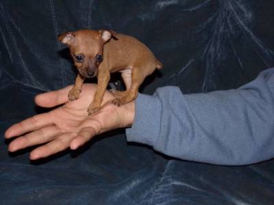 Castanho pinscher miniatura