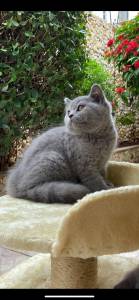 Filhotes de gatos British shorthair