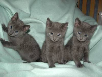 gatinhos azuis russos Lindo macho e fêmea