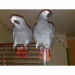 Cinza Africano Papagaios Lindo macho e f�mea