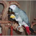 papagaio cinza africano Lindo macho e f�mea