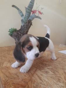 Cachorro beagle tricolor