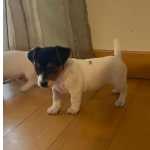 Jack Russell Terrier Con lop