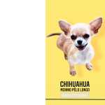 Chihuahua macho pelo longo lindissimo