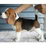 �timo padr�o filhote beagle com pedigree e vacina importada