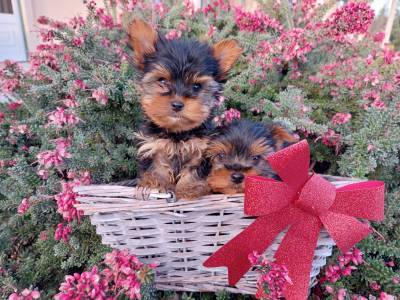 Yorkshire Terrier Miniatura