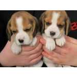 Beagle cachorros Dispon�vel Lindo macho e f�mea amar