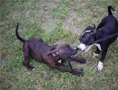 Cachorros Disponvel Lindo Macho E Fmea Staffordshire Bull Terrier