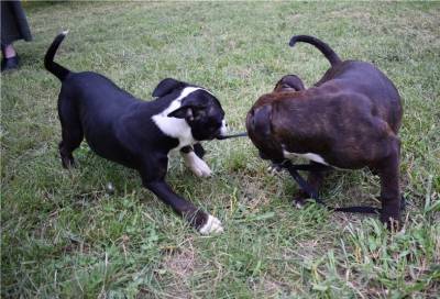 Staffordshire Bull Terrier Cachorros Disponvel Lindo Macho E Fmea