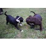 Staffordshire Bull Terrier Cachorros Dispon�vel Lindo Macho E F�mea