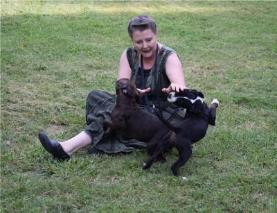 Staffordshire Bull Terrier Cachorros Disponvel Lindo Macho E Fmeaa