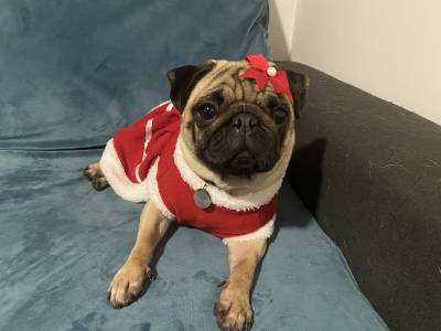 Pug procura namorado