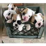 Cachorros Bulldog Ingles