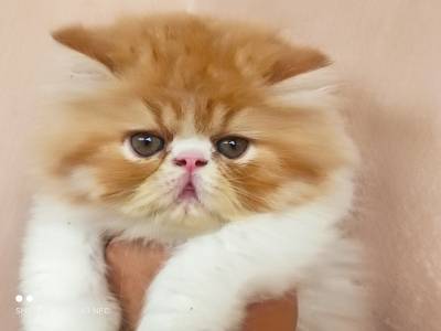 Gato persa filhote