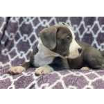 American Staffordshire Terrier Manuelas