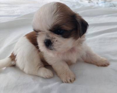 Vendo Filhotes de shih tzu